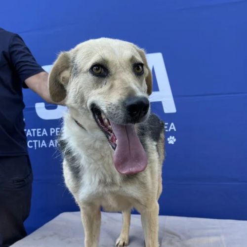 #BE2614503 - Diva, chien croisé à adopter – AnimalWeb Belgique #BE2614503 - Diva, chien croisé à adopter – AnimalWeb Belgique