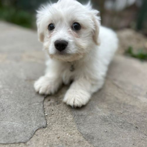 #BE2614506 - Bouba, chien croisé à adopter – AnimalWeb Belgique #BE2614506 - Bouba, chien croisé à adopter – AnimalWeb Belgique