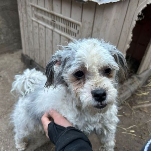 #BE2614507 - Paulina, chien croisé à adopter – AnimalWeb Belgique #BE2614507 - Paulina, chien croisé à adopter – AnimalWeb Belgique