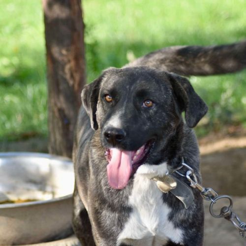 #BE2614512 - Toby, chien croisé à adopter – AnimalWeb Belgique #BE2614512 - Toby, chien croisé à adopter – AnimalWeb Belgique