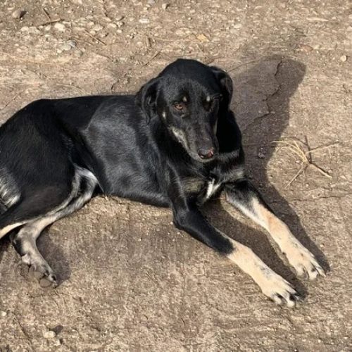 #BE2614513 - Thalia, chien croisé à adopter – AnimalWeb Belgique #BE2614513 - Thalia, chien croisé à adopter – AnimalWeb Belgique