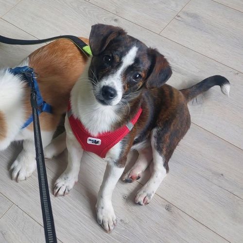 #BE2614518 - Bailey, chien croisé à adopter – AnimalWeb Belgique #BE2614518 - Bailey, chien croisé à adopter – AnimalWeb Belgique