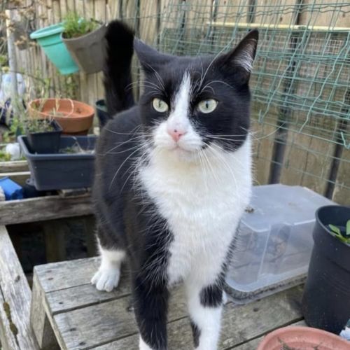 #BE2614519 - Matsu, chat perdu à Evere - AnimalWeb Belgique #BE2614519 - Matsu, chat perdu à Evere - AnimalWeb Belgique