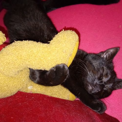 #BE2614520 - Yuki, chat perdu à Uccle - AnimalWeb Belgique #BE2614520 - Yuki, chat perdu à Uccle - AnimalWeb Belgique