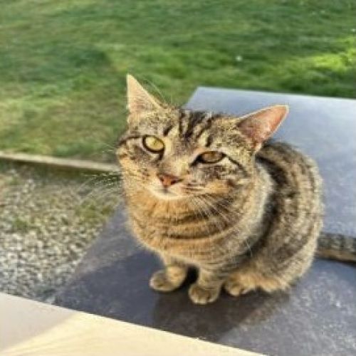 #BE2614528 - Poupounette, chat perdu à Waterloo - AnimalWeb Belgique #BE2614528 - Poupounette, chat perdu à Waterloo - AnimalWeb Belgique