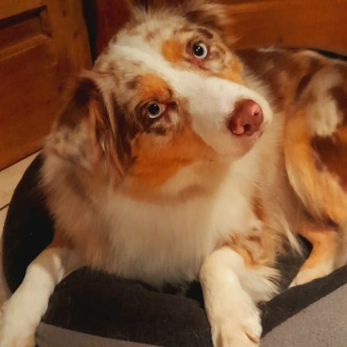 #BE2614544 - Lilas, chien à adopter à Maurage – AnimalWeb #BE2614544 - Lilas, chien à adopter à Maurage – AnimalWeb