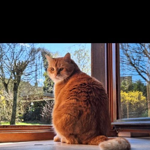 #BE2614548 - Eddy, chat perdu à Woluwe-Saint-Lambert - AnimalWeb Belgi #BE2614548 - Eddy, chat perdu à Woluwe-Saint-Lambert - AnimalWeb Belgi