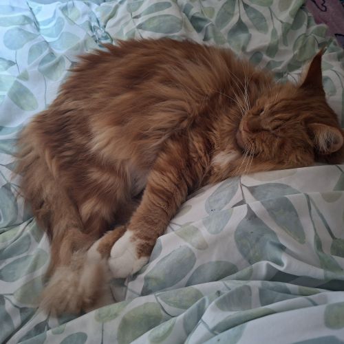 #BE2614549 - Utah, chat perdu à Paturages - AnimalWeb Belgique #BE2614549 - Utah, chat perdu à Paturages - AnimalWeb Belgique