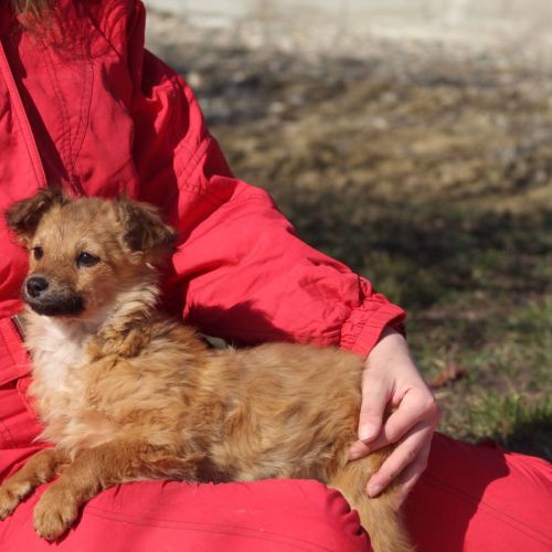 #BE2614561 - Thelma, chien croisé à adopter – AnimalWeb Belgique #BE2614561 - Thelma, chien croisé à adopter – AnimalWeb Belgique