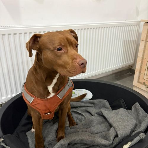 #BE2614562 - Alexis, chien à adopter à Maurage – AnimalWeb #BE2614562 - Alexis, chien à adopter à Maurage – AnimalWeb