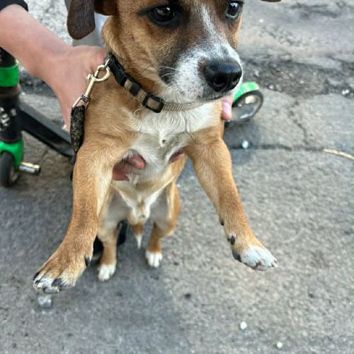 #BE2614568 - Kenzo, chien à adopter à Maurage – AnimalWeb #BE2614568 - Kenzo, chien à adopter à Maurage – AnimalWeb