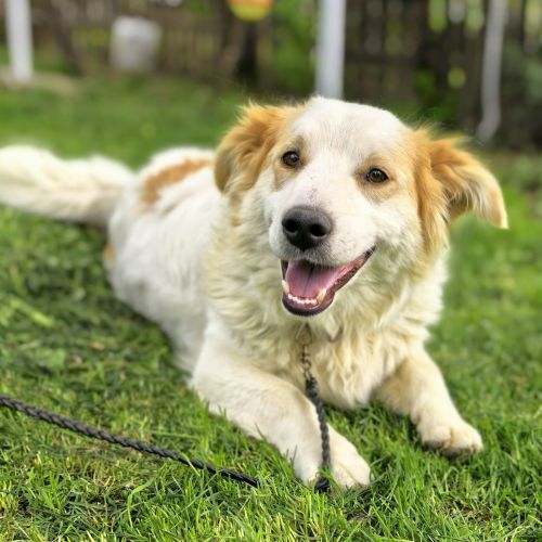 #BE2614569 - Pierrot, chien croisé à adopter – AnimalWeb Belgique #BE2614569 - Pierrot, chien croisé à adopter – AnimalWeb Belgique