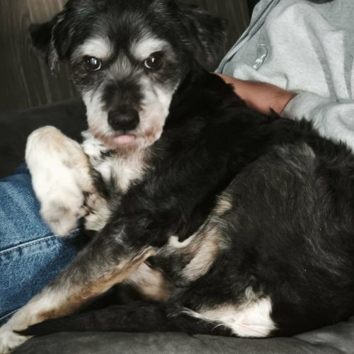 #BE2614570 - Lucky, chien perdu à Flénu - AnimalWeb Belgique #BE2614570 - Lucky, chien perdu à Flénu - AnimalWeb Belgique