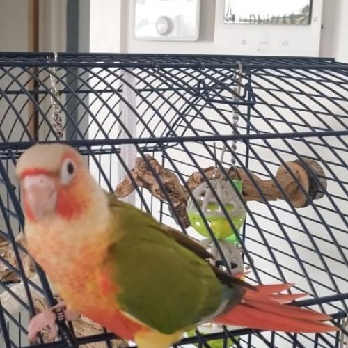 #BE2614571 - Linda, perruche perdue à Anderlecht - AnimalWeb Belgique #BE2614571 - Linda, perruche perdue à Anderlecht - AnimalWeb Belgique