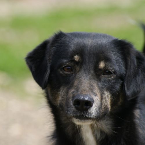 #BE2614572 - Lylia, chien croisé à adopter – AnimalWeb Belgique #BE2614572 - Lylia, chien croisé à adopter – AnimalWeb Belgique