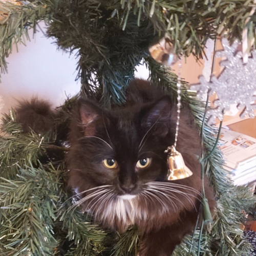 #BE2614574 - Hannah, chat perdu à Maissin - AnimalWeb Belgique #BE2614574 - Hannah, chat perdu à Maissin - AnimalWeb Belgique