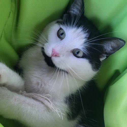 #BE2614575 - Namur, chat perdu à Gedinne - AnimalWeb Belgique #BE2614575 - Namur, chat perdu à Gedinne - AnimalWeb Belgique