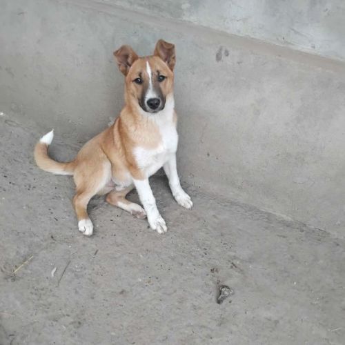 #BE2614579 - Dodo, chien croisé à adopter – AnimalWeb Belgique #BE2614579 - Dodo, chien croisé à adopter – AnimalWeb Belgique