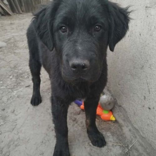 #BE2614580 - Ecanterina, chien croisé à adopter – AnimalWeb Belgique #BE2614580 - Ecanterina, chien croisé à adopter – AnimalWeb Belgique