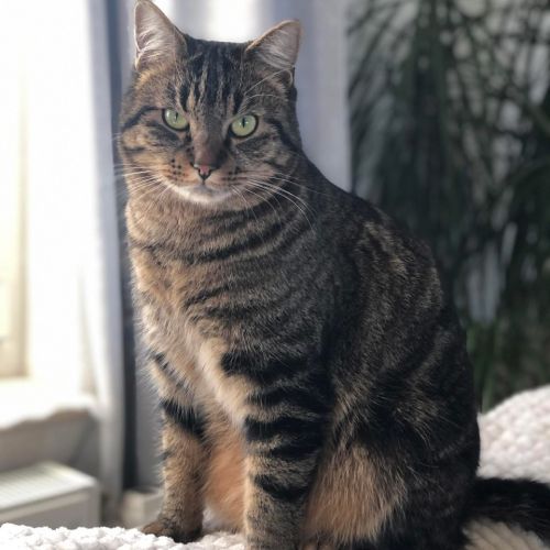 #BE2614581 - Chat perdu #BE2614581 - Chat perdu