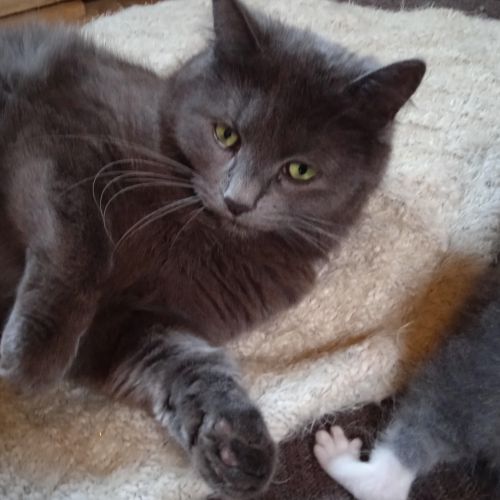 #BE2614582 - Capucine, chat perdu à Estinnes - AnimalWeb Belgique #BE2614582 - Capucine, chat perdu à Estinnes - AnimalWeb Belgique