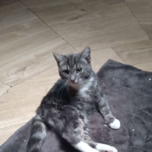 #BE2614583 - Bella, chat perdu à Estinnes - AnimalWeb Belgique #BE2614583 - Bella, chat perdu à Estinnes - AnimalWeb Belgique