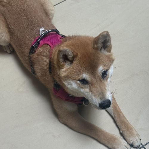 #BE2614584 - Sakura, chien perdu à Courcelles - AnimalWeb Belgique #BE2614584 - Sakura, chien perdu à Courcelles - AnimalWeb Belgique