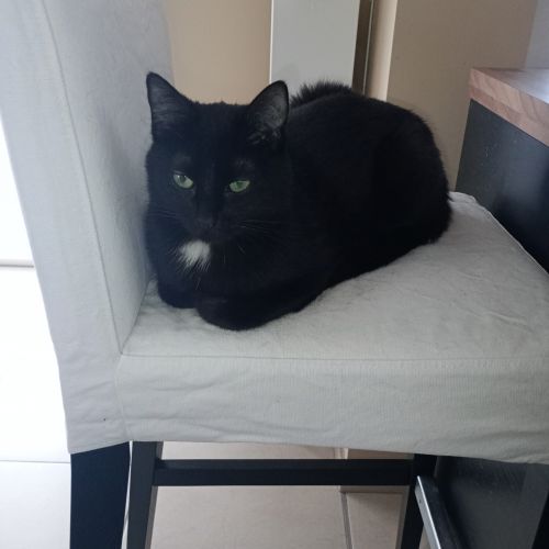 #BE2614585 - Nina, chat perdu à Oupeye - AnimalWeb Belgique #BE2614585 - Nina, chat perdu à Oupeye - AnimalWeb Belgique