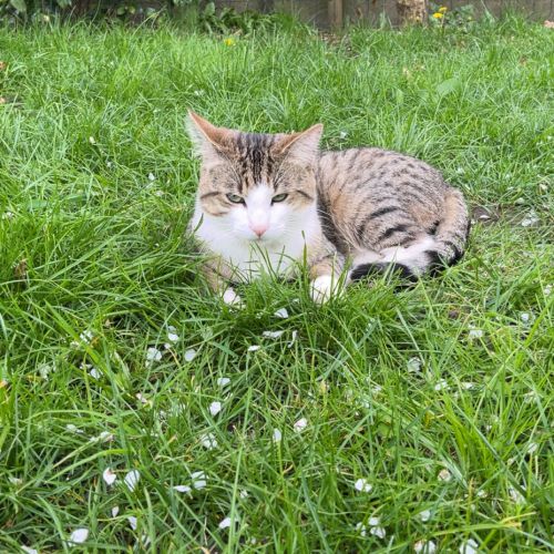 #BE2614586 - Lucky, chat perdu à Etterbeek - AnimalWeb Belgique #BE2614586 - Lucky, chat perdu à Etterbeek - AnimalWeb Belgique