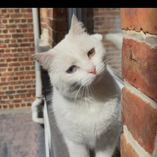 #BE2614592 - Billy, chat perdu à Berchem-Sainte-Agathe - AnimalWeb Bel #BE2614592 - Billy, chat perdu à Berchem-Sainte-Agathe - AnimalWeb Bel