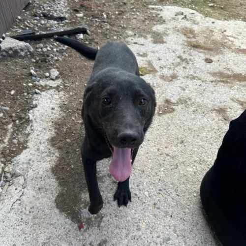 #BE2614597 - Julbo, chien croisé à adopter – AnimalWeb Belgique #BE2614597 - Julbo, chien croisé à adopter – AnimalWeb Belgique