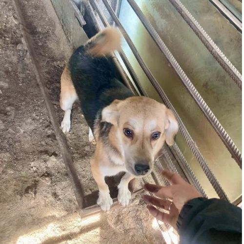 #BE2614598 - Lupio, chien croisé à adopter – AnimalWeb Belgique #BE2614598 - Lupio, chien croisé à adopter – AnimalWeb Belgique