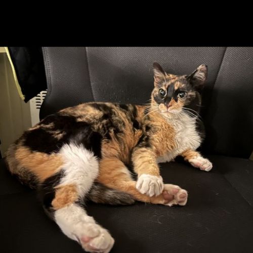 #BE2614499 - Chat trouvé à Luxembourg - AnimalWeb Belgique #BE2614499 - Chat trouvé à Luxembourg - AnimalWeb Belgique
