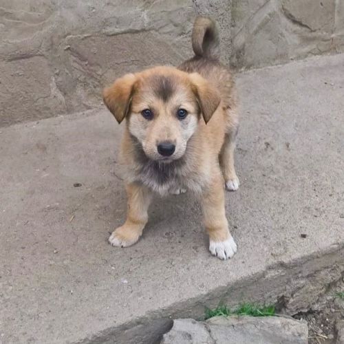 #BE2614610 - Gaya, chien croisé à adopter – AnimalWeb Belgique #BE2614610 - Gaya, chien croisé à adopter – AnimalWeb Belgique