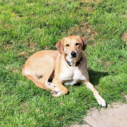 #BE2614611 - Buckley, chien croisé à adopter – AnimalWeb Belgique #BE2614611 - Buckley, chien croisé à adopter – AnimalWeb Belgique
