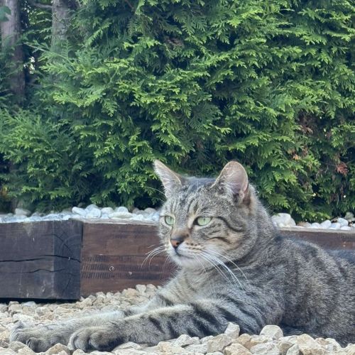 #BE2614612 - Kirikou, chat perdu à Marche-en-Famenne - AnimalWeb Belgi #BE2614612 - Kirikou, chat perdu à Marche-en-Famenne - AnimalWeb Belgi