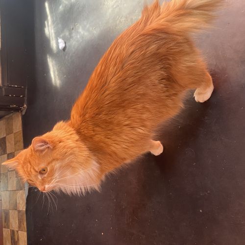 #BE2614613 - Chat trouvé à Uccle - AnimalWeb Belgique #BE2614613 - Chat trouvé à Uccle - AnimalWeb Belgique