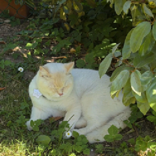 #BE2614614 - Viny, chat perdu à Ottignies - AnimalWeb Belgique #BE2614614 - Viny, chat perdu à Ottignies - AnimalWeb Belgique