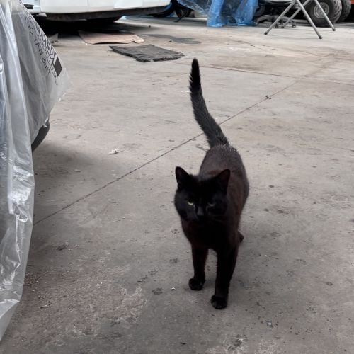 #BE2614615 - Chat trouvé à Sombreffe - AnimalWeb Belgique #BE2614615 - Chat trouvé à Sombreffe - AnimalWeb Belgique