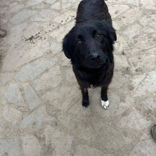 #BE2614620 - Popcorn, chien croisé à adopter – AnimalWeb Belgique #BE2614620 - Popcorn, chien croisé à adopter – AnimalWeb Belgique