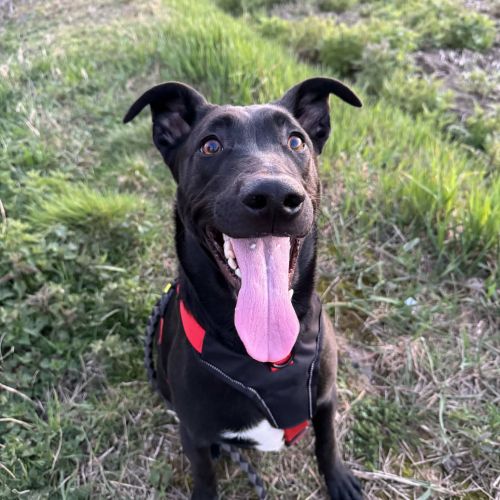 #BE2614621 - Django, chien à adopter à Maurage – AnimalWeb #BE2614621 - Django, chien à adopter à Maurage – AnimalWeb