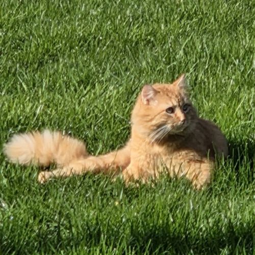 Perdu chat roux long poil Perdu chat roux long poil
