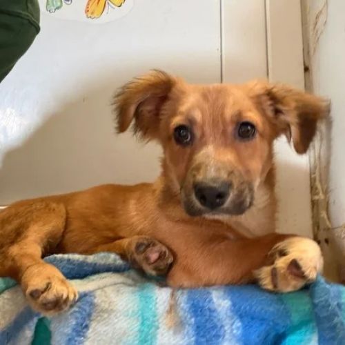 #BE2614633 - Rany , chien croisé à adopter – AnimalWeb Belgique #BE2614633 - Rany , chien croisé à adopter – AnimalWeb Belgique