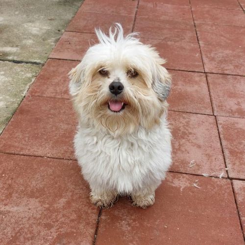 #BE2614639 - Pufi, chien croisé à adopter – AnimalWeb Belgique #BE2614639 - Pufi, chien croisé à adopter – AnimalWeb Belgique
