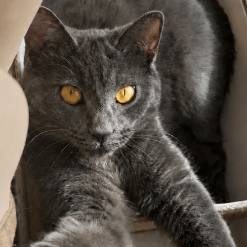 #BE2614642 - Maya, chat perdu à Grand-Bigard - AnimalWeb Belgique #BE2614642 - Maya, chat perdu à Grand-Bigard - AnimalWeb Belgique