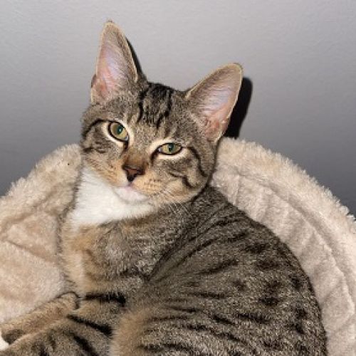 #BE2614643 - Guapo, chat perdu à Vilvoorde - AnimalWeb Belgique #BE2614643 - Guapo, chat perdu à Vilvoorde - AnimalWeb Belgique