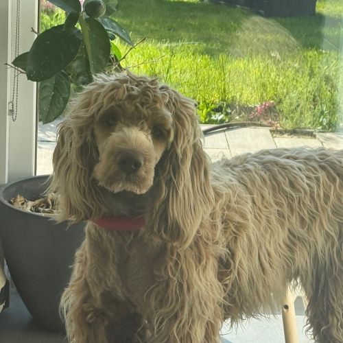 #BE2614644 - Splash, chien perdu à Gozée - AnimalWeb Belgique #BE2614644 - Splash, chien perdu à Gozée - AnimalWeb Belgique