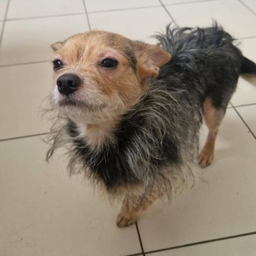 #BE2614651 - Adoptez Belle, un chien à Wiers – AnimalWeb #BE2614651 - Adoptez Belle, un chien à Wiers – AnimalWeb