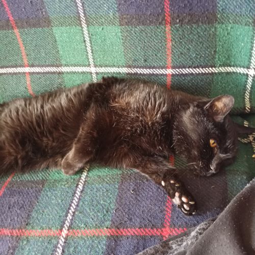 #BE2614671 - Noé, chat perdu à Liège - AnimalWeb Belgique #BE2614671 - Noé, chat perdu à Liège - AnimalWeb Belgique