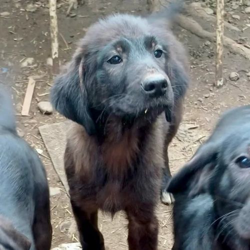 #BE2614678 - Cuzco, chien croisé à adopter – AnimalWeb Belgique #BE2614678 - Cuzco, chien croisé à adopter – AnimalWeb Belgique